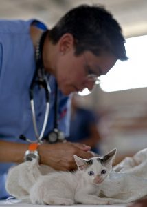 veterinarian bills for cats